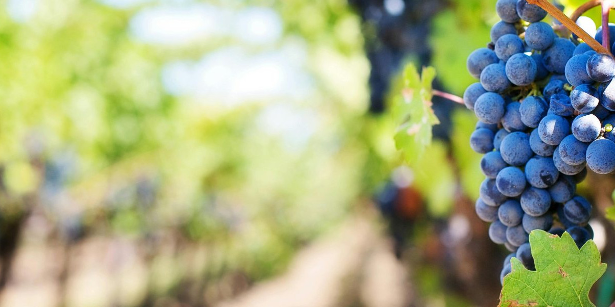 Vino del Hérault