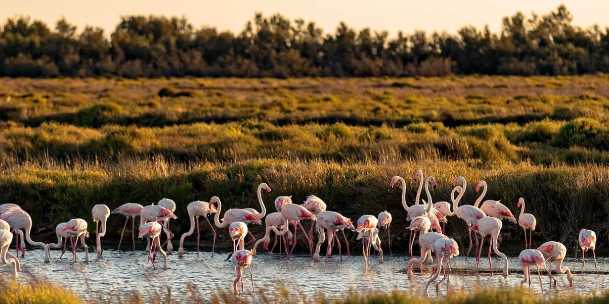 visite-camargue-tarn-et-cevennes.jpg