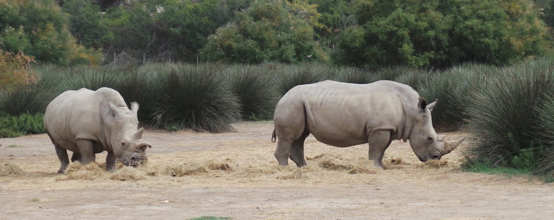 safari hérault