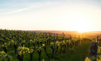 tourisme-vin-herault.jpg