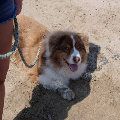 Condition Animaux Occitan